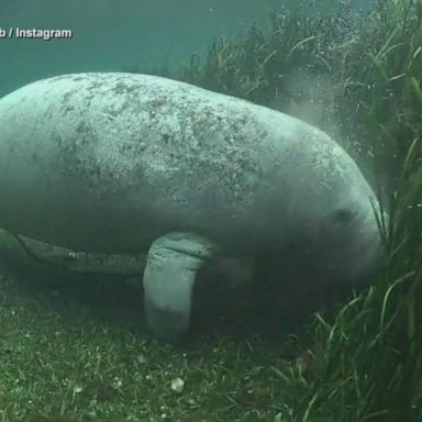 VIDEO: Manatees rebound in revitalized Florida river after years of dangerous decline 