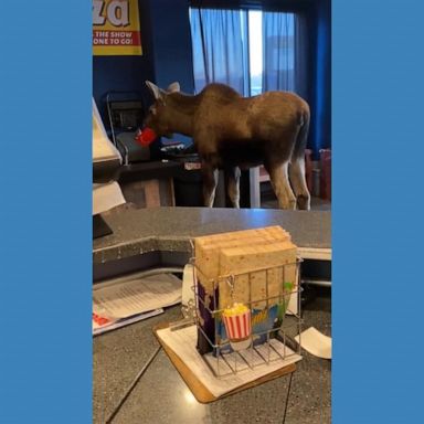 VIDEO: Hungry moose wanders into movie theater