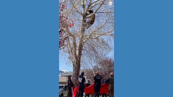 Video Bear stuck up tree saved by firefighters