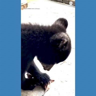 VIDEO: Black bear cub enjoys playtime at wildlife center