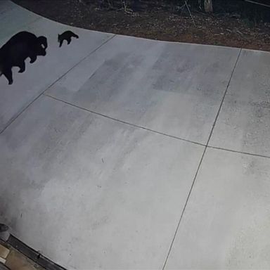 VIDEO: Bear cub climbs down wall with encouragement from mom