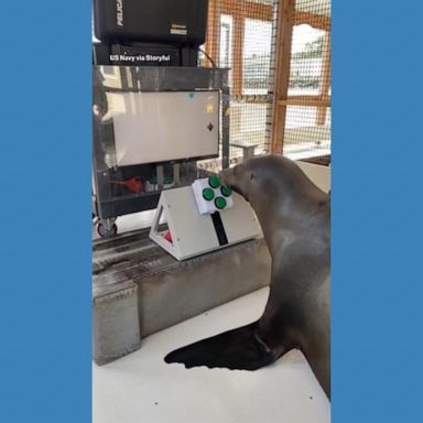 VIDEO: Sea lion trained by Navy to be 'avid gamer'