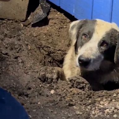 The dog was saved by the ABC News crew who were covering the devastation from an EF1 tornado that touched down on Saturday. 