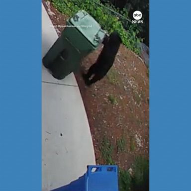 VIDEO: Bear cub spotted taking out the trash