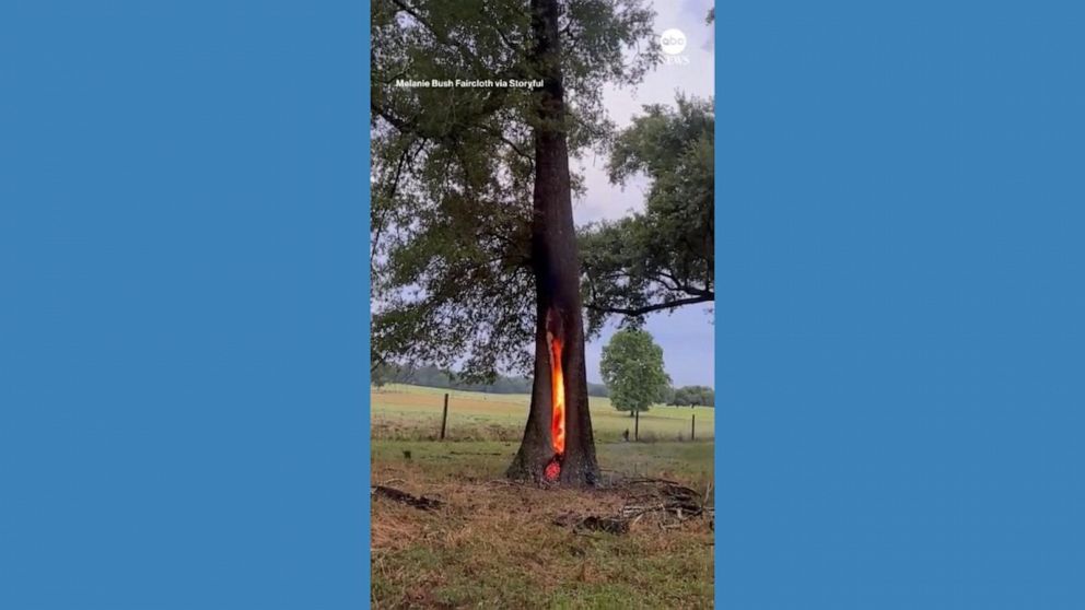 Video Tree Burns After Lightning Strike In Florida Abc News 