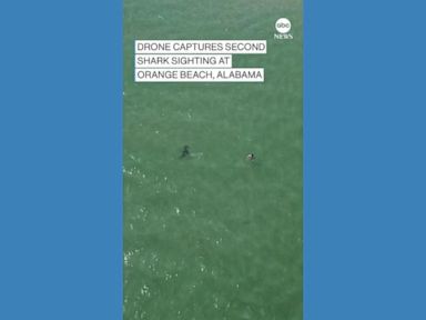 WATCH:  Drone captures 2nd shark sighting at Alabama beach
