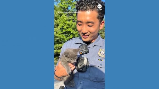 Video Kitten rescued from car engine on busy highway