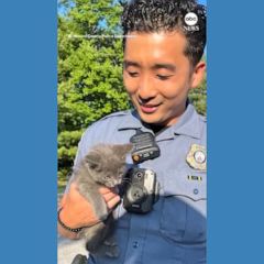 Troy police administer oath to 'police kitten