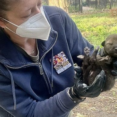 There are concerted efforts to bolster the wild red wolf population. 