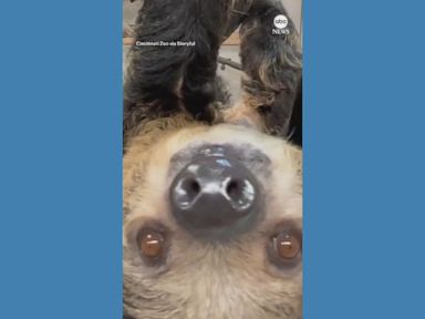 WATCH:  Cincinnati zoo welcomes first baby sloth