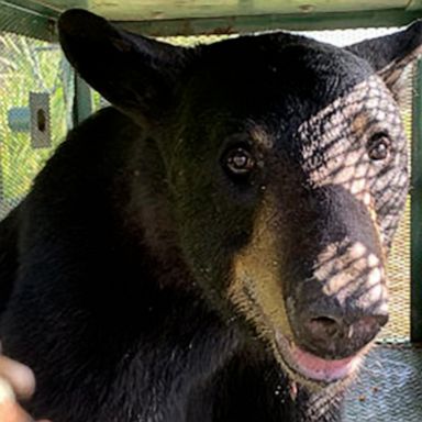 The juvenile bear was relocated to Ocala National Forest.