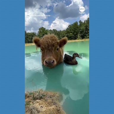 VIDEO: Miniature cow and duck 'besties' take a dip together