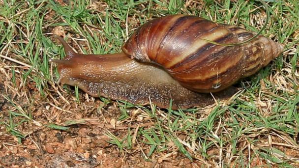 Giant African land snail spotted in Florida, section of county under