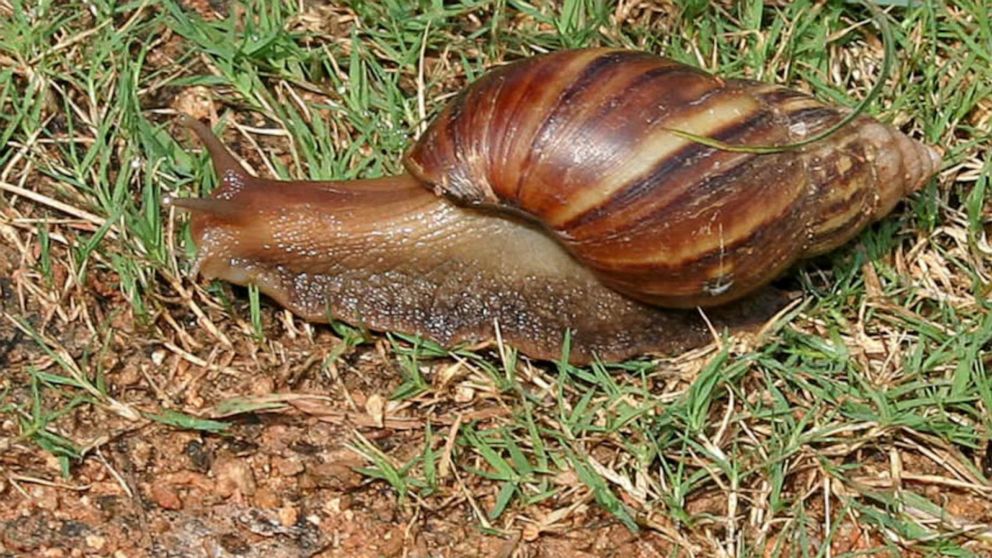 Video Giant African land snail spotted in Florida, section of county