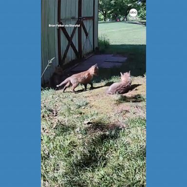 VIDEO: Man captures adorable fox pups in backyard