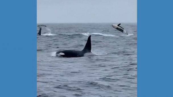 Video Orcas swim side-by-side off California coast - ABC News