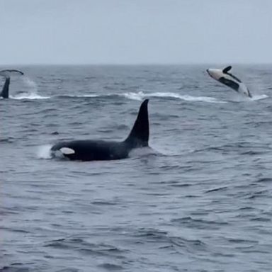 VIDEO: Orcas swim side-by-side off California coast