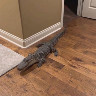 Don and Jan Schultz just recently moved into their home in New Iberia, Louisiana, from Arizona, when they woke up to their Australian cattle dog Panda, alerting them of the alligator's presence, Don Schultz told ABC News in a statement. 