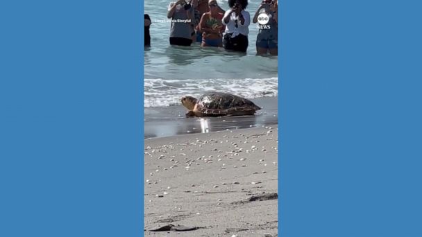 Video Rehabilitated sea turtle returns to ocean