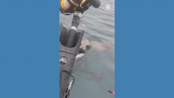 Video Sea lion jumps into kayak for fisherman’s catch