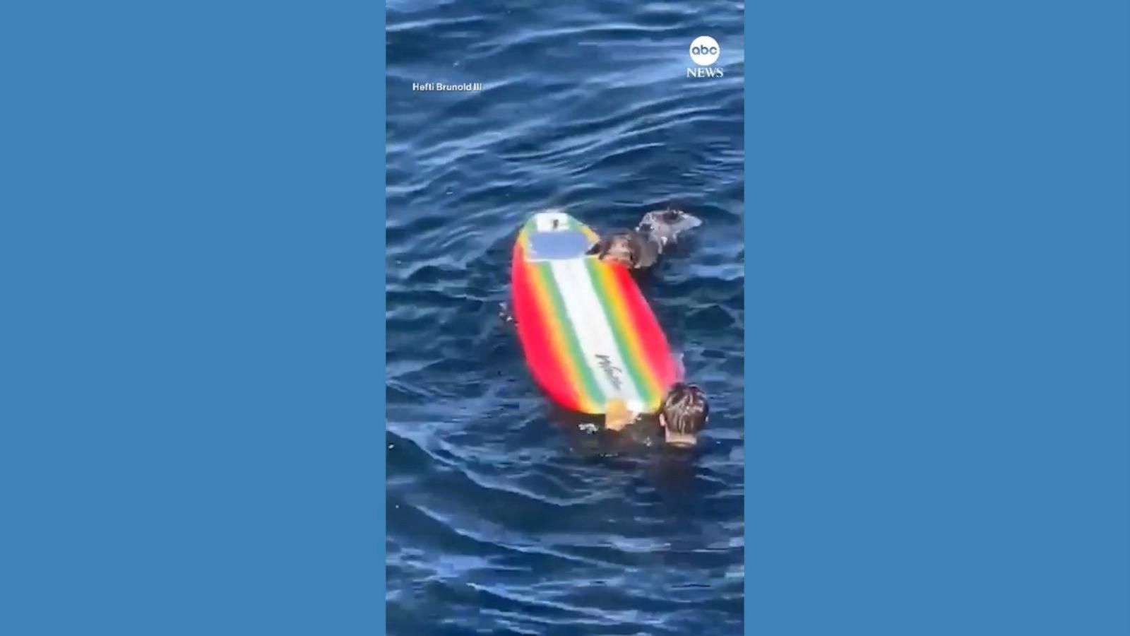 Otter commandeers surfboard off California coast - Good Morning America