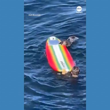 VIDEO: Otter commandeers surfboard off California coast