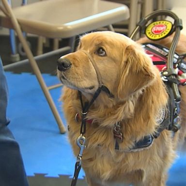 VIDEO: Colorado organization helps people with disabilities one service dog at a time