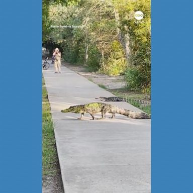 VIDEO: Alligators cross South Carolina park's pathway