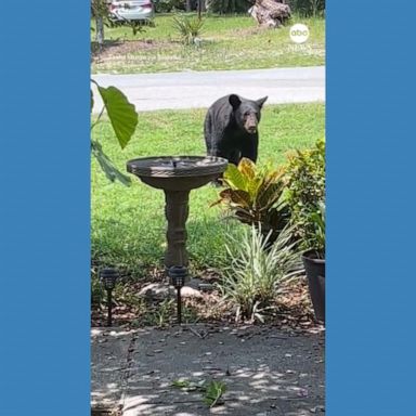 VIDEO: 'Bye bear!' Florida woman scares off nosy bear