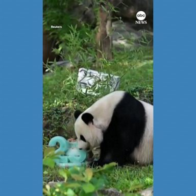 VIDEO: National zoo celebrates panda's 25th birthday