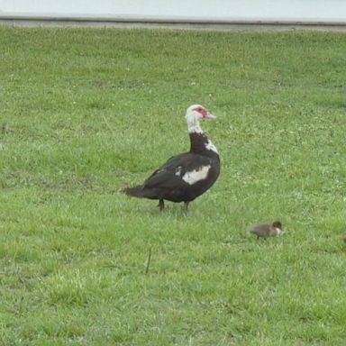 PHOTO: Swansboro's population of Muscovy ducks has “exponentially multiplied” since last year, and hundreds have taken up residence in the town’s downtown area.