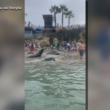 VIDEO: ABC News Live: Sea lions charge beachgoers 