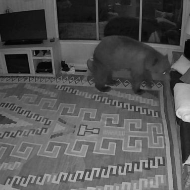 VIDEO: Burglar bear breaks into, trashes Colorado home