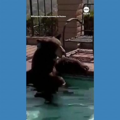 VIDEO: Black bear caught cooling off in hot tub