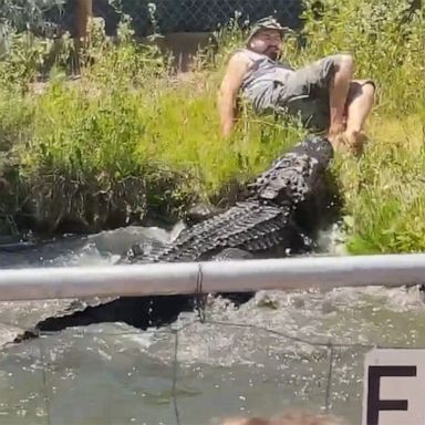 VIDEO: Worker dodges hungry gator during feeding time