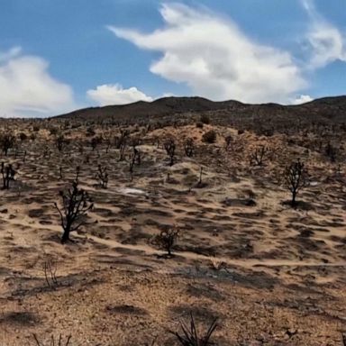 The York Fire has claimed at least 80,000 acres of the Mojave desert since Tuesday.