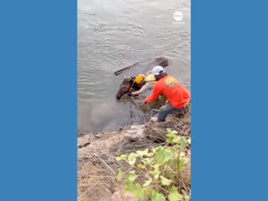 WATCH: Horse rescued after falling into California river