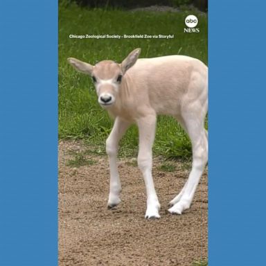 VIDEO: Critically endangered antelope born in Illinois zoo