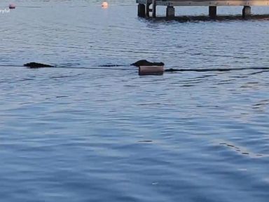 WATCH: Alligator appears to take aim at children swimming in Texas lake