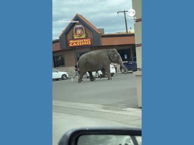 WATCH:  Escaped circus elephant stops traffic in Montana