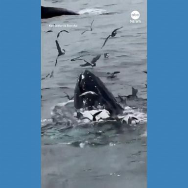 VIDEO: Boaters get front-row seat to humpback whales feeding