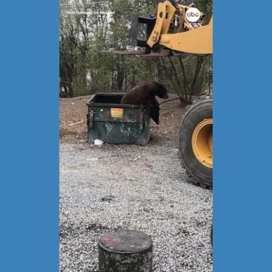 VIDEO: Bulldozer frees bear trapped in dumpster