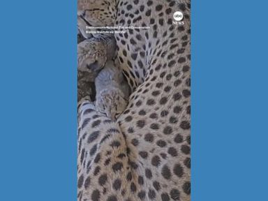 WATCH:  Smithsonian Zoo celebrates arrival of cheetah cubs