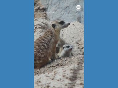 WATCH:  Zoo welcomes newborn meerkats