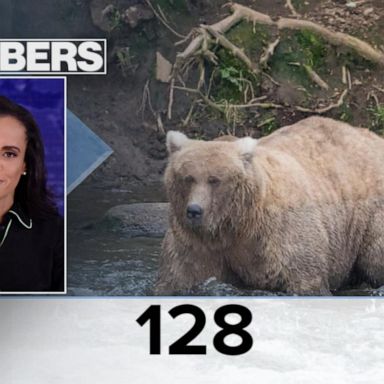 VIDEO: By the Numbers: Fat Bear Week