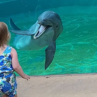 VIDEO: Dolphin delights toddler by stopping for 'chat' at aquarium