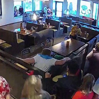 VIDEO: Deer charges into crowded restaurant