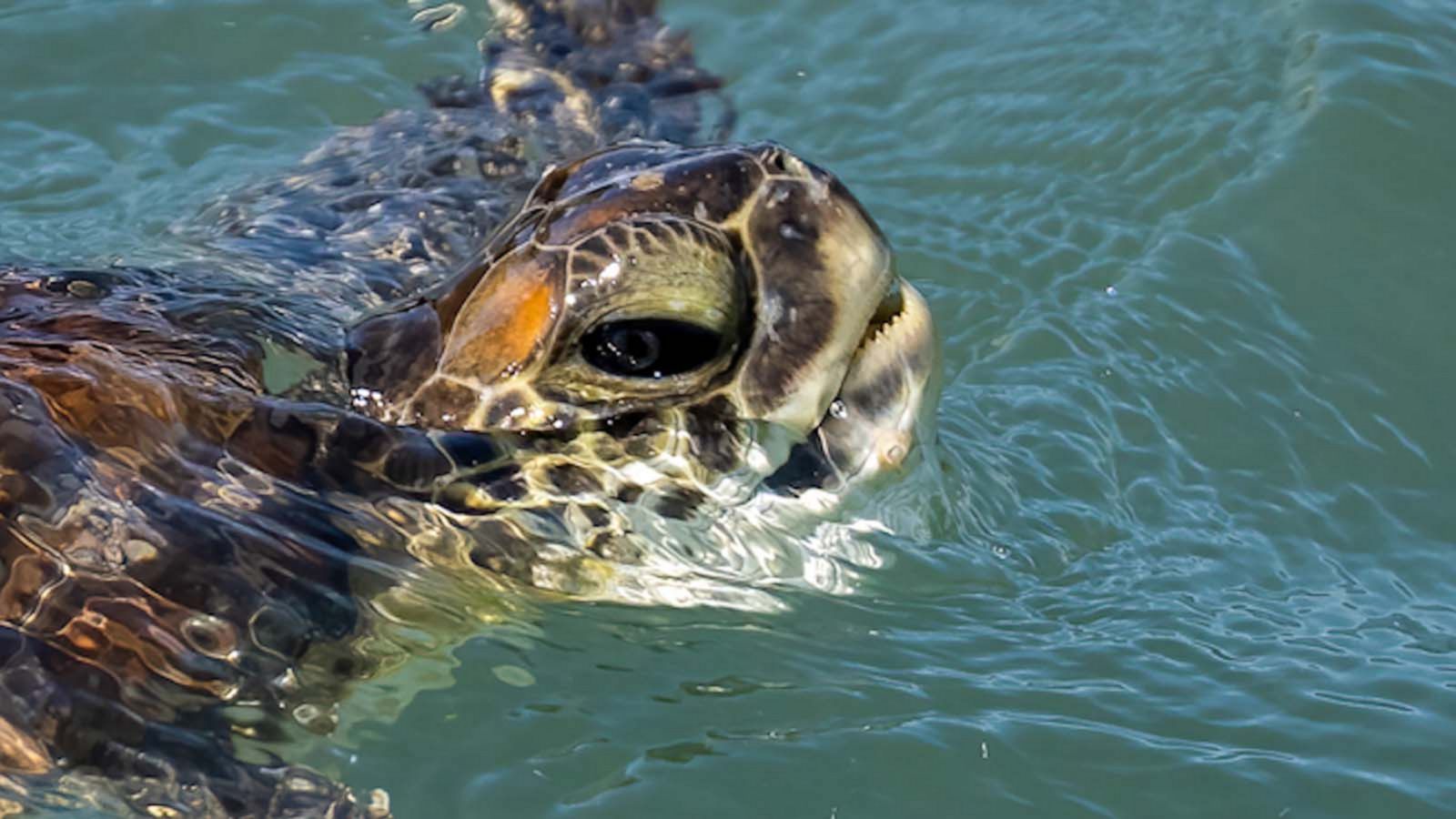 Number of sea turtle nests on Florida coasts exploding - Good Morning ...