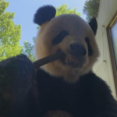 VIDEO: Smithsonian National Zoo says pandas’ return not political 