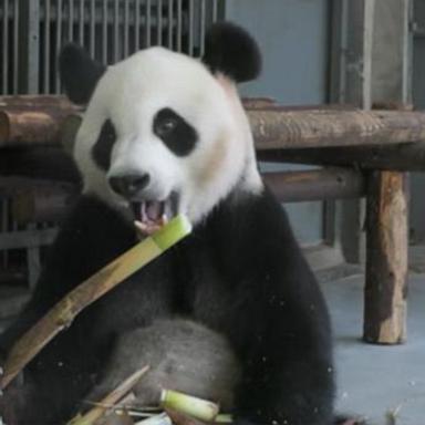 VIDEO: Smithsonian National Zoo says goodbye to pandas as they return to China